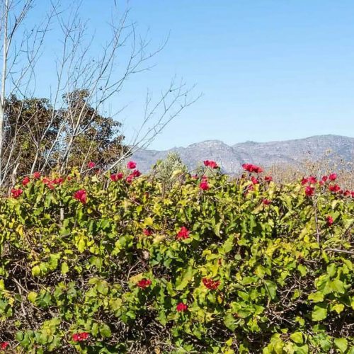 Bloemenstruik in omgeving van kliniek Zuid-Afrika
