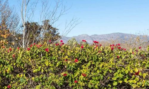 Bloemenstruik in omgeving van kliniek Zuid-Afrika